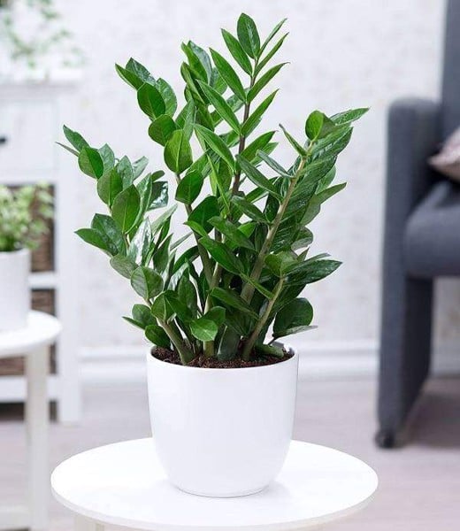 Top những cây trồng thu hút tài lộc và sức khỏe