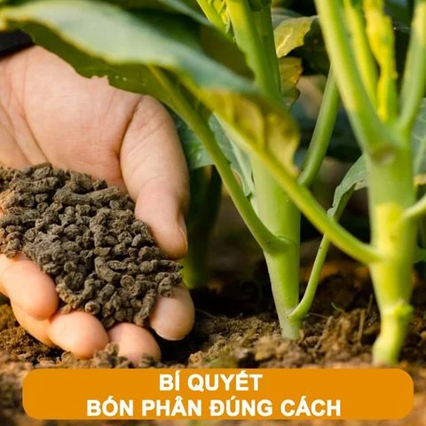 Bí quyết bón phân đúng cách để cây trồng phát triển mạnh