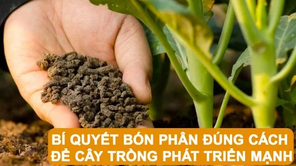 Bí quyết bón phân đúng cách để cây trồng phát triển mạnh 