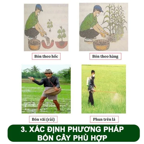 Bí quyết bón phân đúng cách để cây trồng phát triển mạnh 