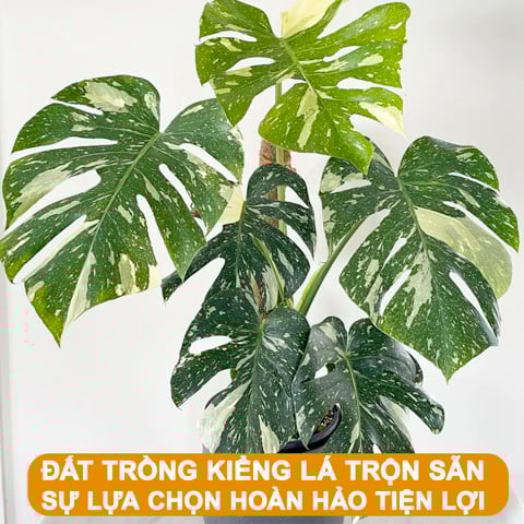 Đất trồng Monstera trộn sẵn: Khám phá sự tiện lợi hoàn hảo