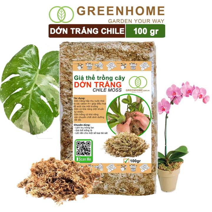 Dớn Trắng Chile, Newzita, Gói 100gr, Đã Qua Xử Lý, Giá Thể, Giữ Ẩm Tốt, Kháng Khuẩn Tự Nhiên, Trồng Lan, Kiểng