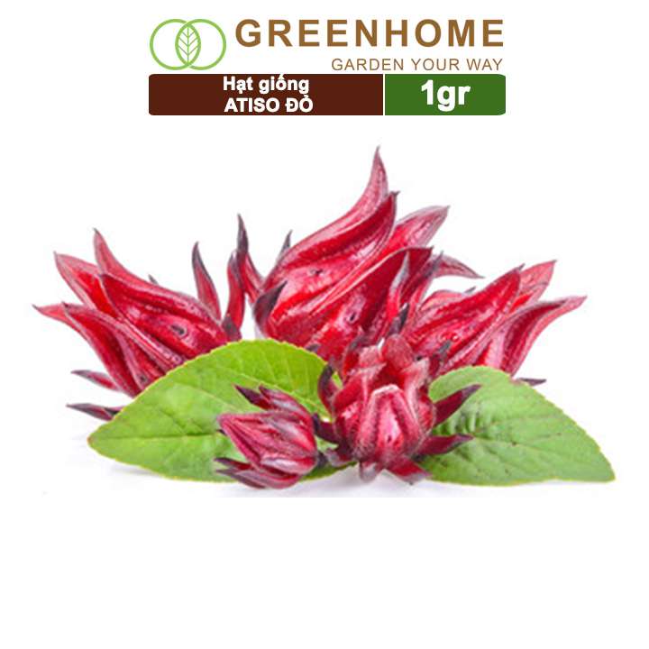 Hạt Giống Atiso Đỏ, Gói 1gr, Dễ Trồng Quanh Năm, Nảy Mầm Cao, Thu Hoạch Nhanh, Năng Suất Cao T20
