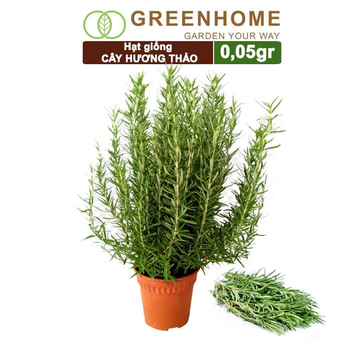 Hạt Giống Cây Hương Thảo, Rosemary, Gói 0,05gr, Dễ Trồng, Thu Hoạch Quanh Năm G06