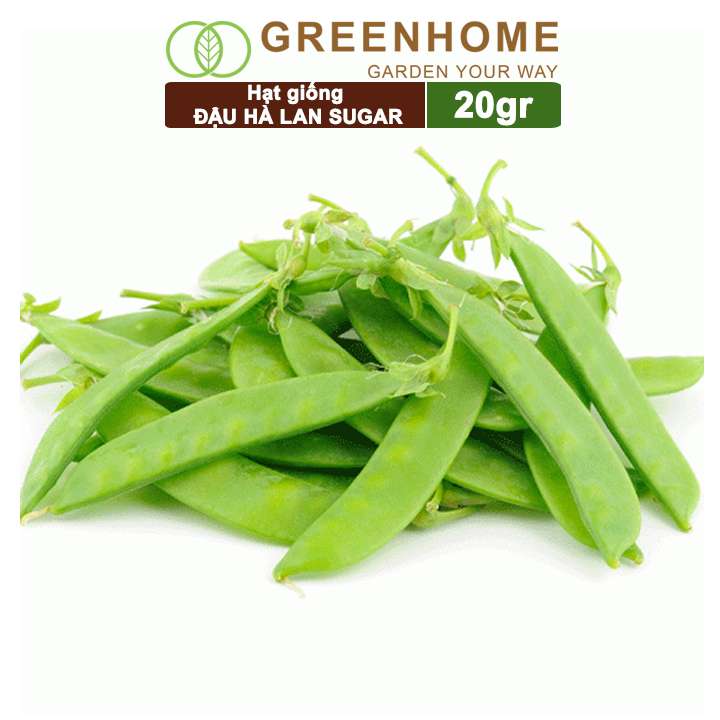 Hạt Giống Đậu Hà Lan, Gói 20gr, Dễ Trồng Quanh Năm, Nảy Mầm Cao, Thu Hoạch Nhanh, Năng Suất Cao T18