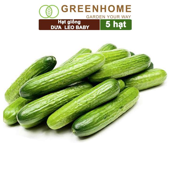 Hạt Giống Dưa Leo Baby, Gói 5 Hạt, Trái Suôn Dạng Chùm Giòn Ngọt, Dễ Trồng Quanh Năm, Năng Suất Cao T01