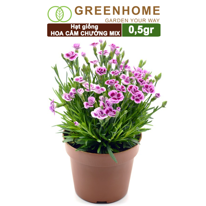 Hạt Giống Hoa Cẩm Chướng, Gói 2gr, Sai Hoa, Màu Rực Rỡ, Dễ Trồng Quanh Năm, Nảy Mầm Cao H07