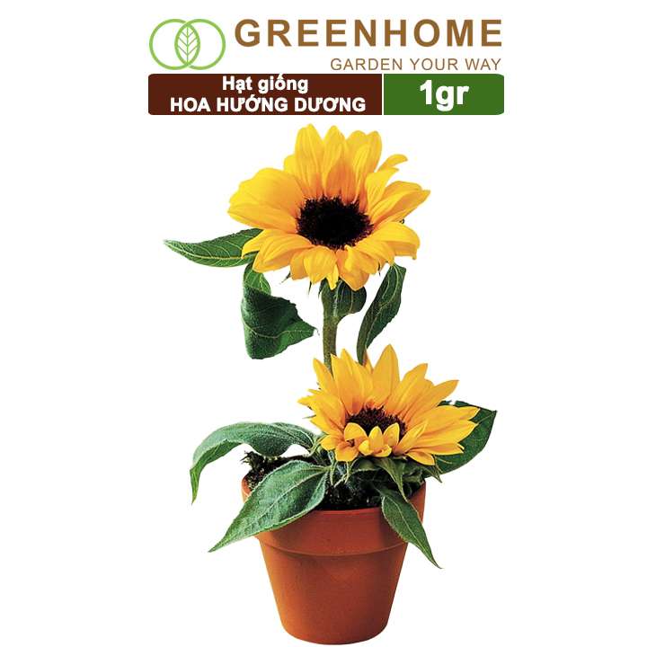 Hạt Giống Hoa Hướng Dương, Gói 0.5gr, Sai Hoa, Màu Rực Rỡ, Dễ Trồng Quanh Năm, Nảy Mầm Cao H03