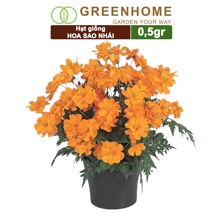 Hạt Giống Hoa Sao Nhái, Gói 0.5gr, Sai Hoa, Màu Rực Rỡ, Dễ Trồng Quanh Năm, Nảy Mầm Cao H02