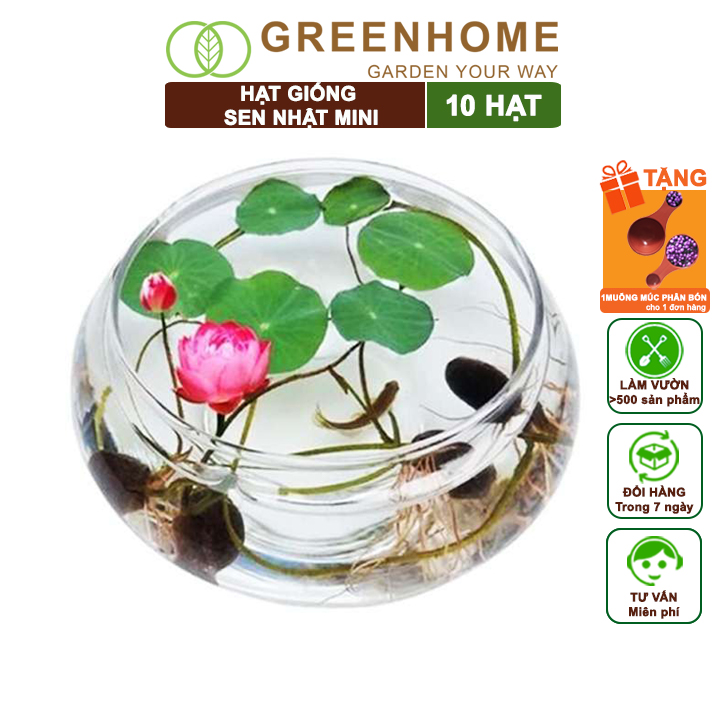 Hạt Giống Hoa Sen Nhật Mini,  Gói 10 Hạt, Nhiều Màu, Dễ Trồng, Nảy Mầm Tốt, Tặng Kèm Hướng Dẫn H01