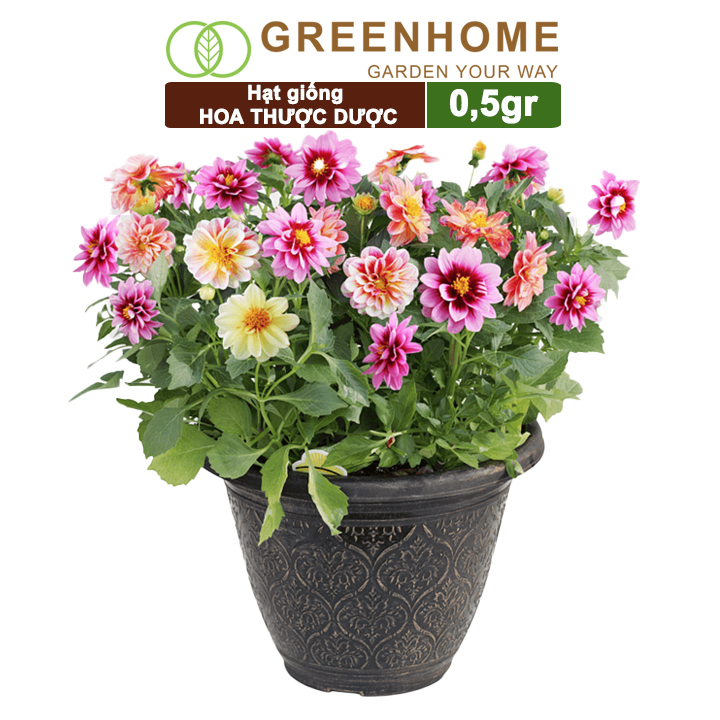 Hạt Giống Hoa Thược Dược, Gói 1gr, Sai Hoa, Màu Rực Rỡ, Dễ Trồng Quanh Năm, Nảy Mầm Cao H05