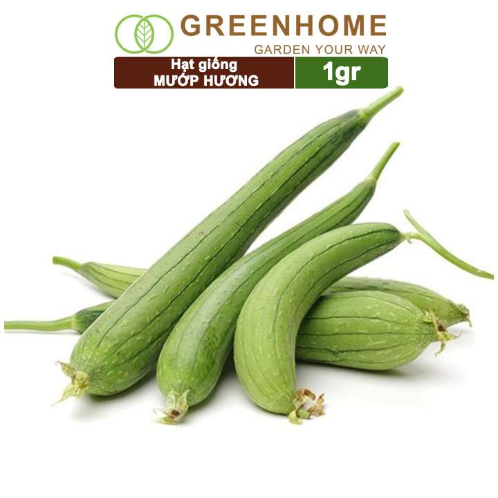 Hạt Giống Mướp Hương, Gói 5 Hạt, Dễ Trồng Quanh Năm, Nảy Mầm Cao, Thu Hoạch Nhanh, Năng Suất Cao T16