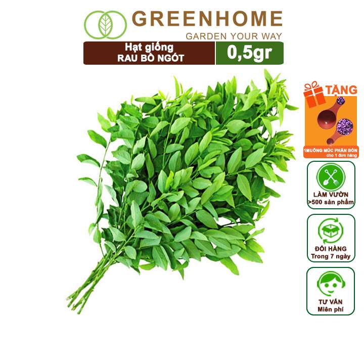 Hạt Giống Rau Bồ Ngót, Gói 0,5g, Dễ Trồng Quanh Năm, Nảy Mầm Cao, Thu Hoạch Nhanh, Năng Suất Cao R18