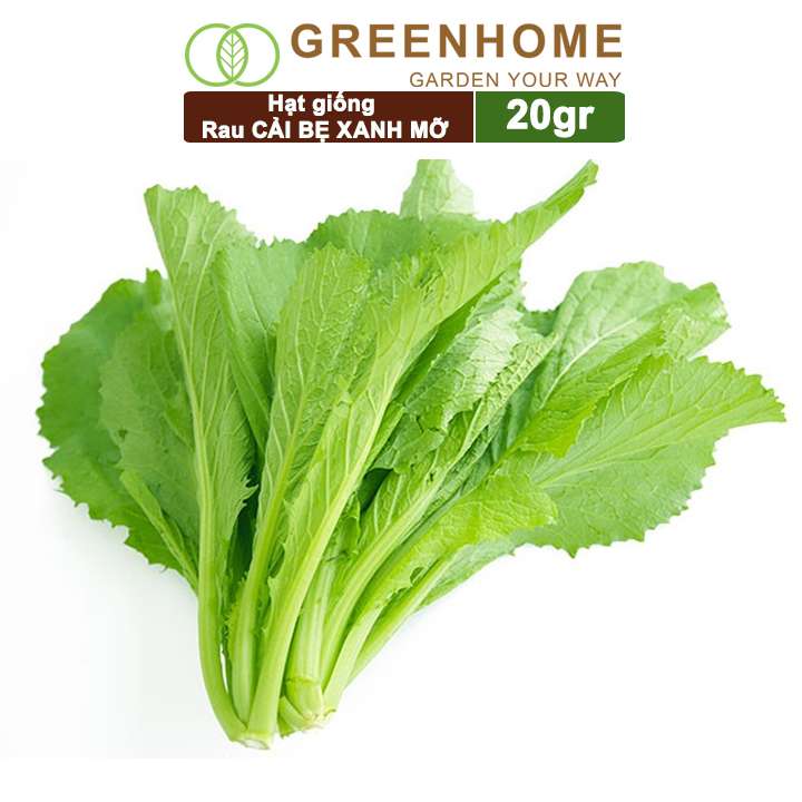 Hạt Giống Cải Bẹ Xanh Mỡ, Gói 20g, Dễ Trồng Quanh Năm, Nảy Mầm Cao, Thu Hoạch Nhanh, Năng Suất Cao R04