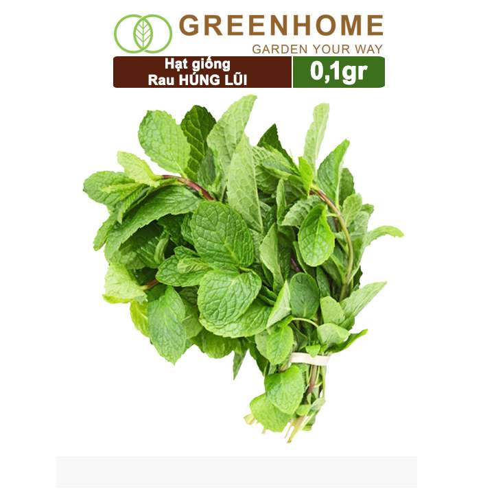 Hạt Giống Bạc Hà Âu, Gói 0,1gr, Húng Lũi Dễ Trồng Quanh Năm, Nảy Mầm Cao, Thu Hoạch Nhanh, Năng Suất Cao G02
