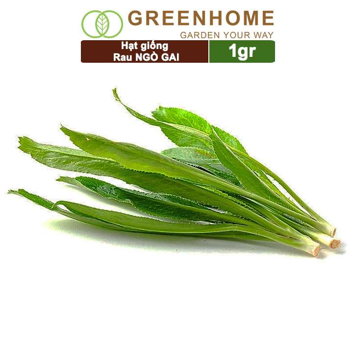 Hạt Giống Ngò Gai, Gói 1gr, Mùi Tàu, Dễ Trồng Quanh Năm, Nảy Mầm Cao, Thu Hoạch Nhanh, Năng Suất Cao G08