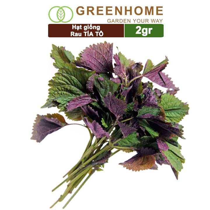 Hạt Giống Rau Tía Tô, Gói 2gr, Dễ Trồng Quanh Năm, Nảy Mầm Cao, Thu Hoạch Nhanh, Năng Suất Cao G05