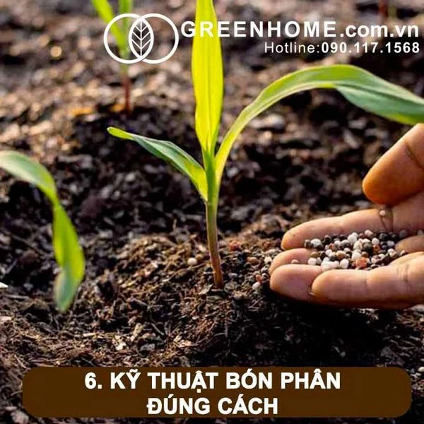 Bí quyết bón phân đúng cách để cây trồng phát triển mạnh 