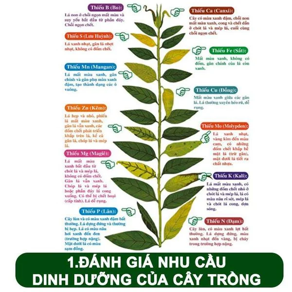 Bí quyết bón phân đúng cách để cây trồng phát triển mạnh 