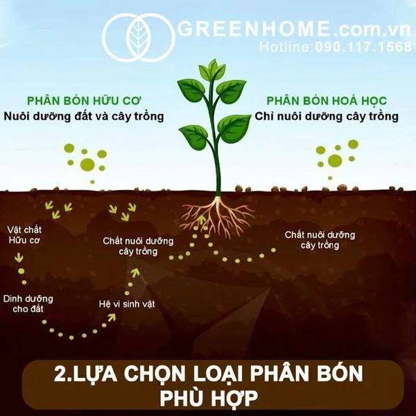 Bí quyết bón phân đúng cách để cây trồng phát triển mạnh 