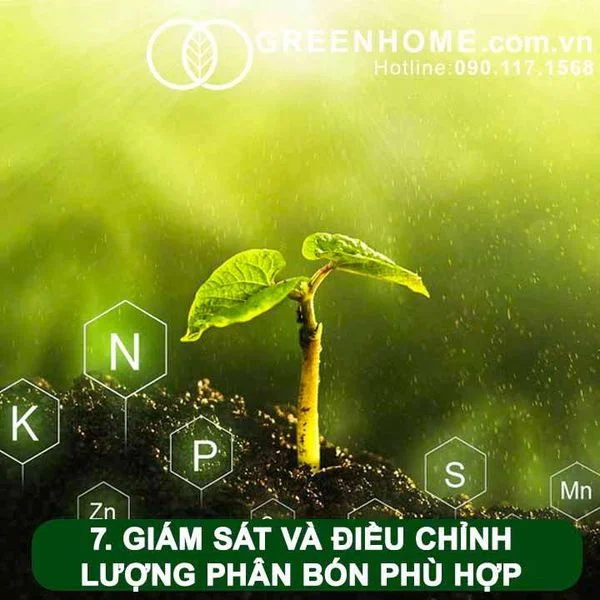 Bí quyết bón phân đúng cách để cây trồng phát triển mạnh 