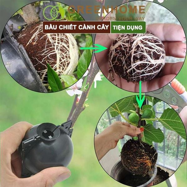 Bầu chiết cành cây, tăng khả năng ra rễ, chống úng cành chiết, tái sử dụng nhiều lần, nhiều kích thước