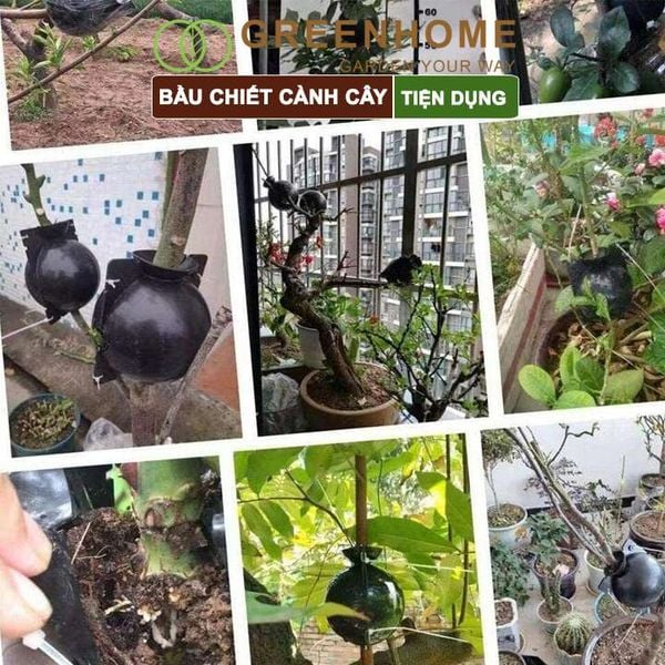 Bầu chiết cành cây, tăng khả năng ra rễ, chống úng cành chiết, tái sử dụng nhiều lần, nhiều kích thước