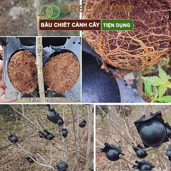 Bầu chiết cành cây, tăng khả năng ra rễ, chống úng cành chiết, tái sử dụng nhiều lần, nhiều kích thước