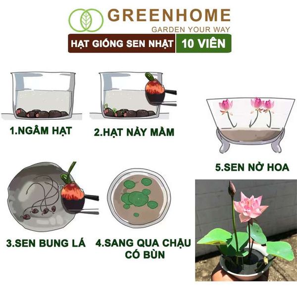 Hạt giống hoa sen Nhật mini, gói 10 hạt, nhiều màu, dễ trồng, tặng kèm hướng dẫn, H01 |Greenhome