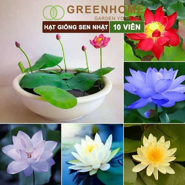 Hạt giống hoa sen Nhật mini, gói 10 hạt, nhiều màu, dễ trồng, tặng kèm hướng dẫn, H01 |Greenhome