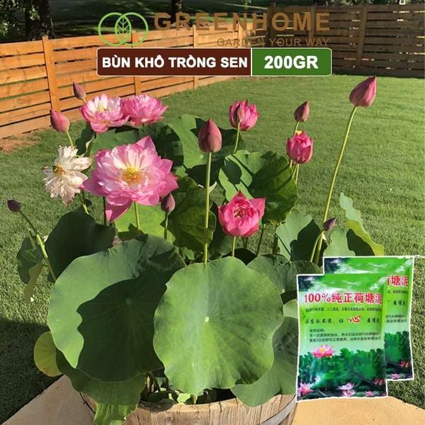 Bùn khô trồng hoa sen, gói 200gr, phù hợp cây thuỷ sinh, ngập nước, cho hoa to, lâu tàn, tốt lá |Greenhome