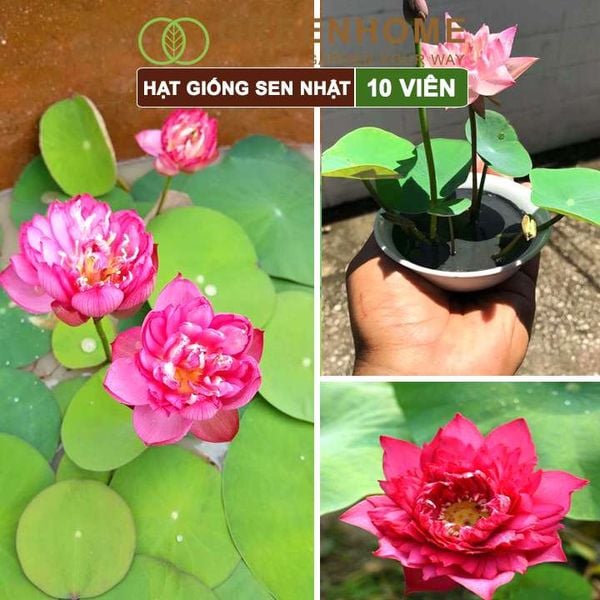 Hạt giống hoa sen Nhật mini, gói 10 hạt, nhiều màu, dễ trồng, tặng kèm hướng dẫn, H01 |Greenhome
