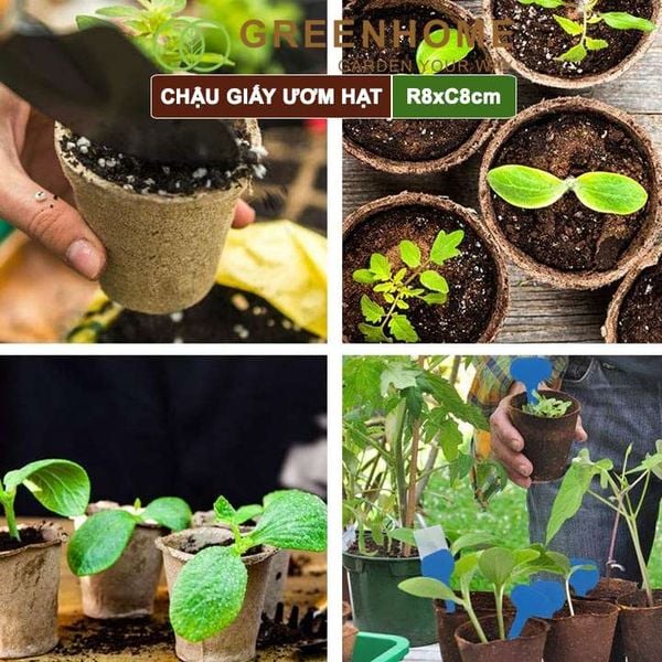 Chậu giấy ươm hạt, D8xR8cm, bằng giấy hữu cơ tự phân huỷ, tiện lợi, ươm cây giống, hạt giống |Greenhome