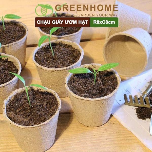 Chậu giấy ươm hạt, D8xR8cm, bằng giấy hữu cơ tự phân huỷ, tiện lợi, ươm cây giống, hạt giống |Greenhome