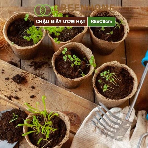 Chậu giấy ươm hạt, D8xR8cm, bằng giấy hữu cơ tự phân huỷ, tiện lợi, ươm cây giống, hạt giống |Greenhome