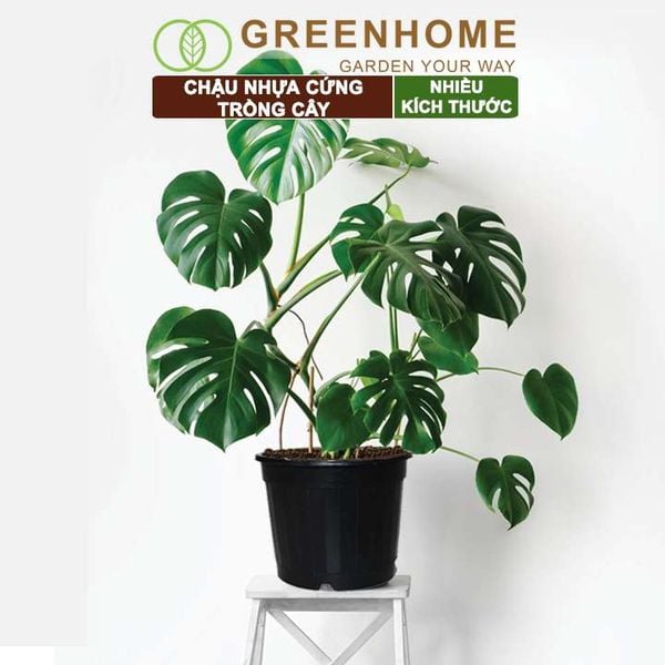 Chậu nhựa trồng cây, đa dạng kích thước, nhựa cứng, thoát nước tốt, trồng cây, hoa, kiểng lá |Greenhome