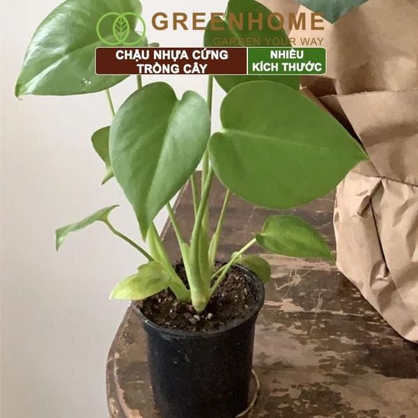 Chậu nhựa trồng cây, đa dạng kích thước, nhựa cứng, thoát nước tốt, trồng cây, hoa, kiểng lá |Greenhome