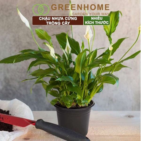 Chậu nhựa trồng cây, đa dạng kích thước, nhựa cứng, thoát nước tốt, trồng cây, hoa, kiểng lá |Greenhome