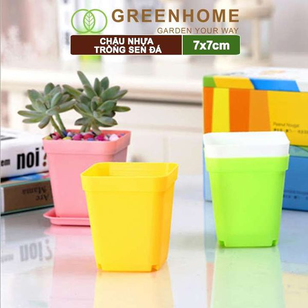 Chậu nhựa trồng sen đá, 7x7cm, bền, đẹp, màu sắc hiện đại, màu ngẫu nhiên, không dĩa Greenhome