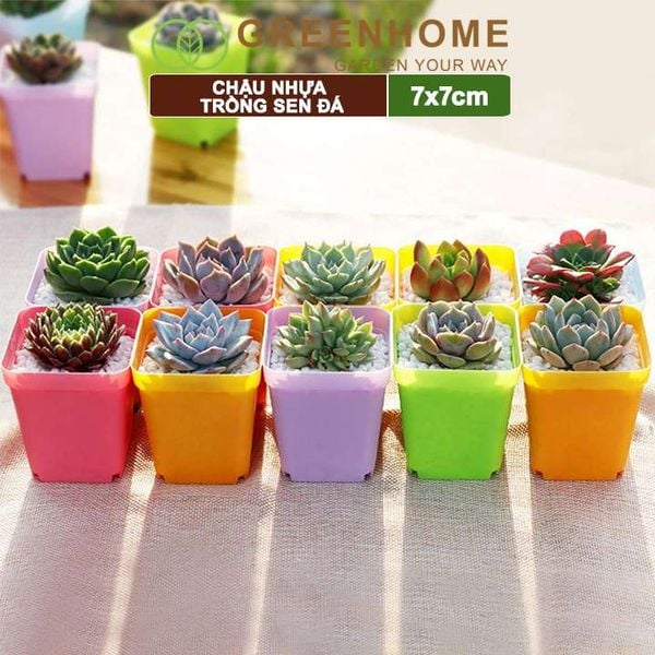 Chậu nhựa trồng sen đá, 7x7cm, bền, đẹp, màu sắc hiện đại, màu ngẫu nhiên, không dĩa Greenhome