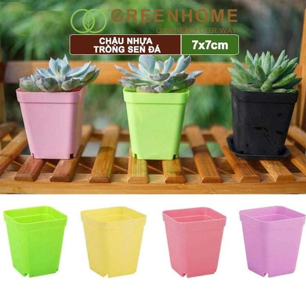 Chậu nhựa trồng sen đá, 7x7cm, bền, đẹp, màu sắc hiện đại, màu ngẫu nhiên, không dĩa Greenhome