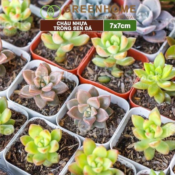 Chậu nhựa trồng sen đá, 7x7cm, bền, đẹp, màu sắc hiện đại, màu ngẫu nhiên, không dĩa Greenhome