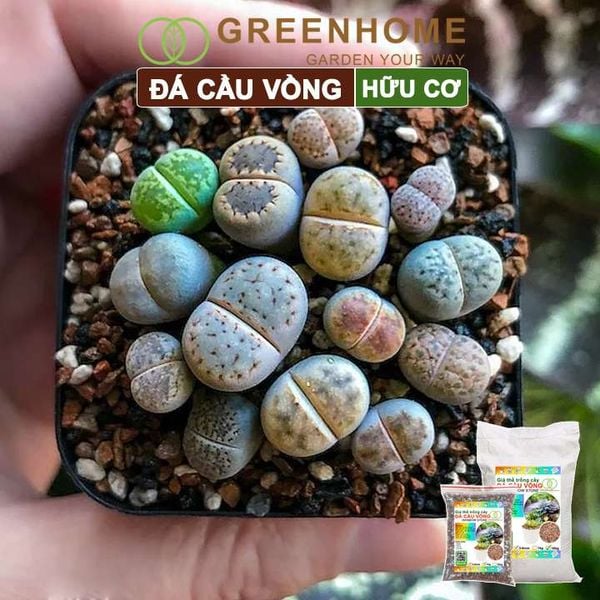Đá cầu vồng Greenhome, kích rễ, đậm màu, thoát nước tốt, chuyên xương rồng, sen đá, bonsai