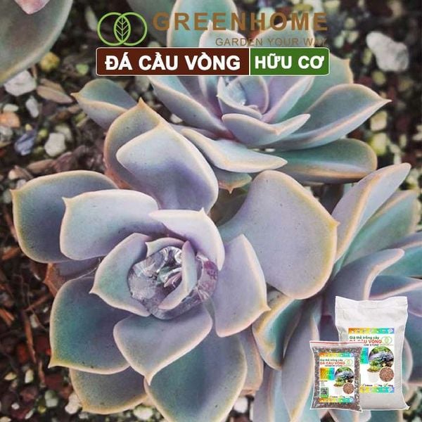 Đá cầu vồng Greenhome, kích rễ, đậm màu, thoát nước tốt, chuyên xương rồng, sen đá, bonsai