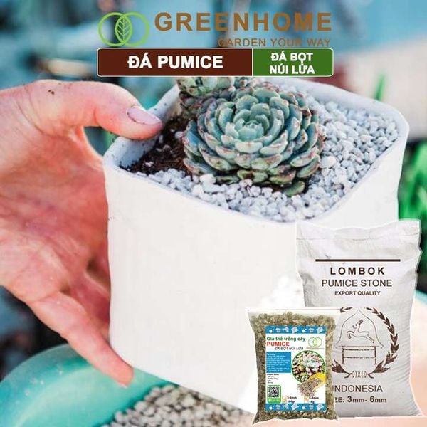 Đá Pumice size 5-8mm, bao 500gr, đá bọt núi lửa, lót chậu nhỏ, trộn đất trồng sen đá xương rồng, trồng Lan |Greenhome