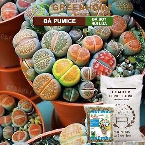 Đá Pumice size 5-8mm, bao 500gr, đá bọt núi lửa, lót chậu nhỏ, trộn đất trồng sen đá xương rồng, trồng Lan |Greenhome