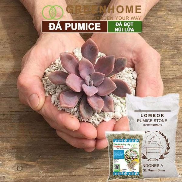 Đá Pumice size 5-8mm, bao 500gr, đá bọt núi lửa, lót chậu nhỏ, trộn đất trồng sen đá xương rồng, trồng Lan |Greenhome