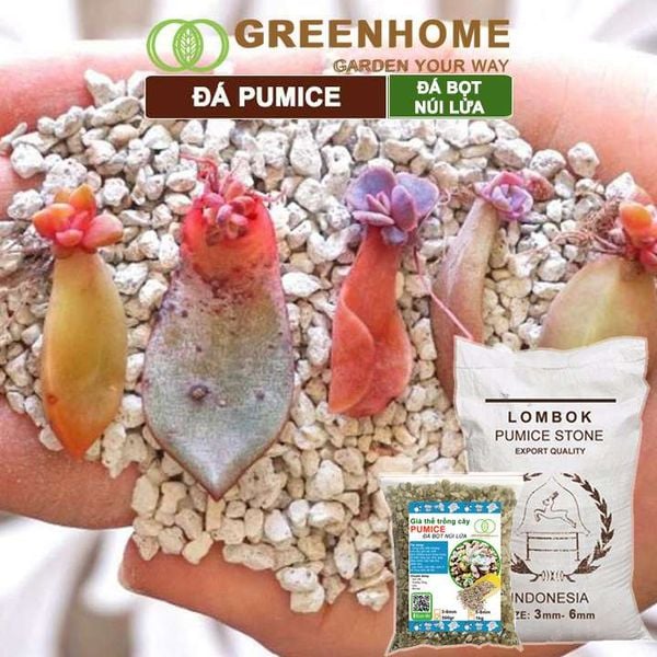 Đá Pumice size 5-8mm, bao 500gr, đá bọt núi lửa, lót chậu nhỏ, trộn đất trồng sen đá xương rồng, trồng Lan |Greenhome