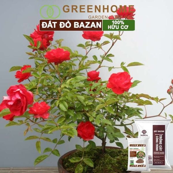 Đất đỏ bazan Tropical, trồng hoa hồng, kiểng lá, rau sạch, cây ăn trái |Greenhome