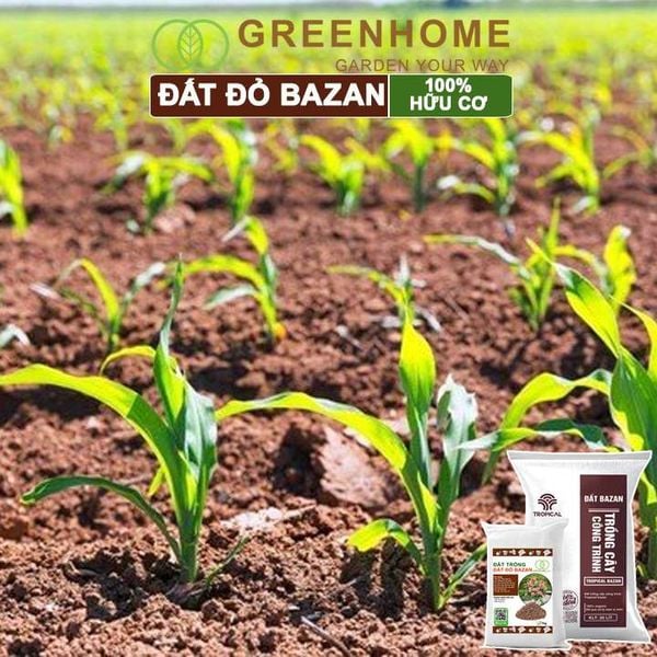 Đất đỏ bazan Tropical, trồng hoa hồng, kiểng lá, rau sạch, cây ăn trái |Greenhome